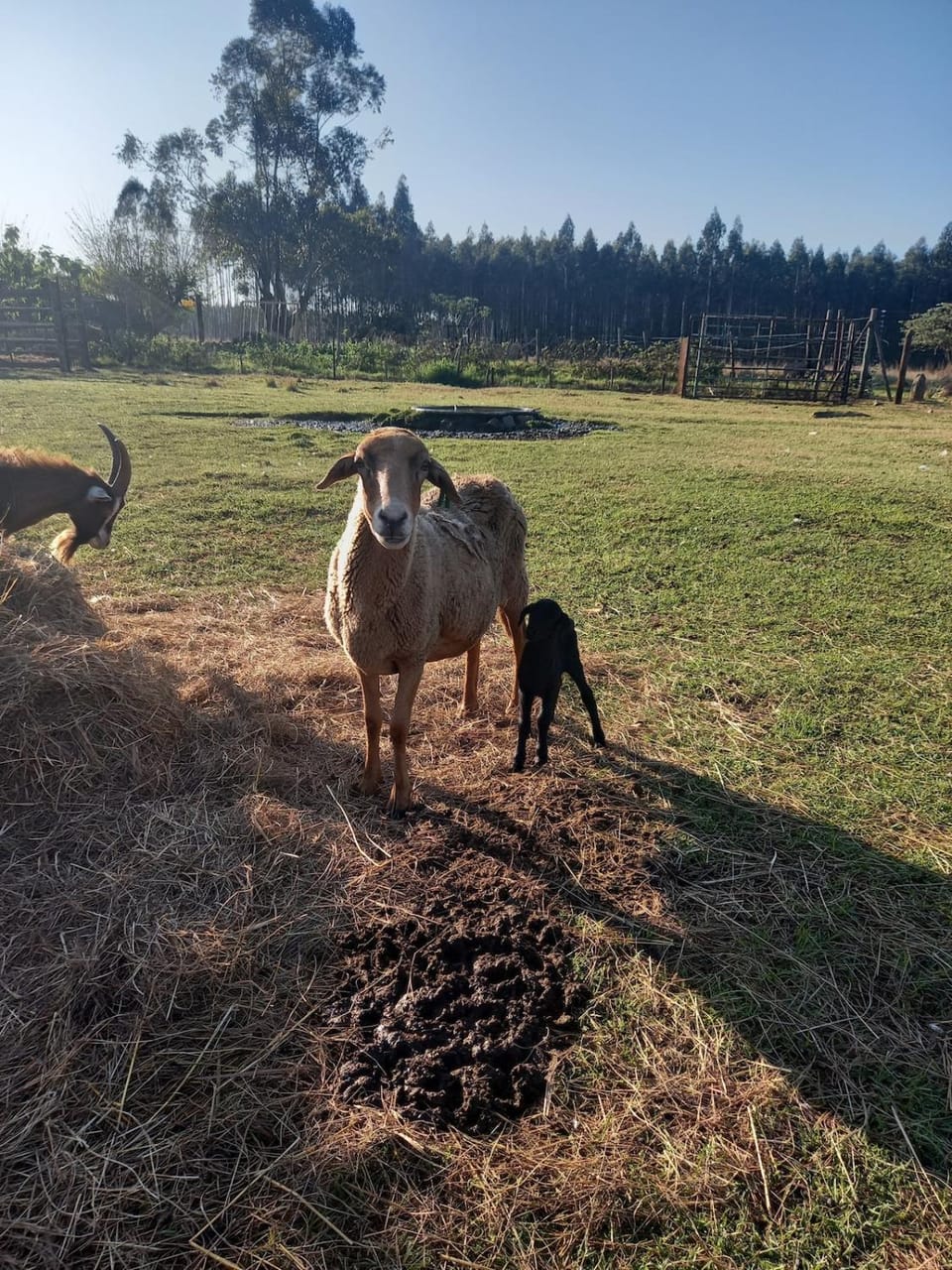 Animals