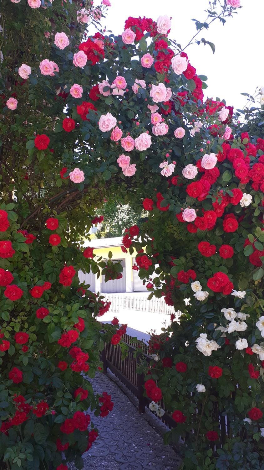 Pension Haus Rohrmoser Bed and Breakfast in Salzburgerland