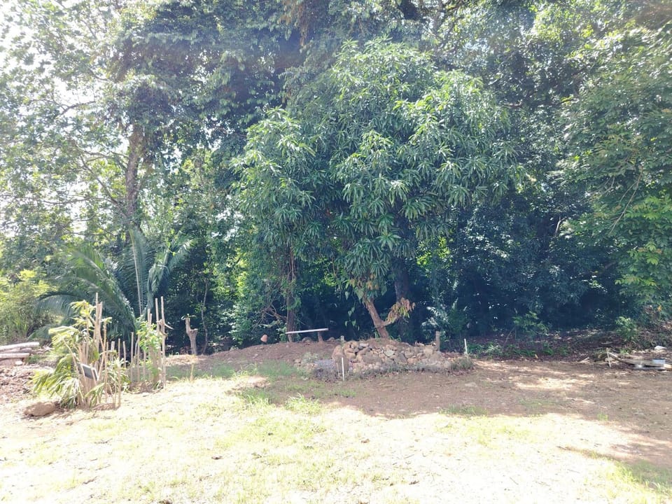 Spring, Natural landscape, Garden view