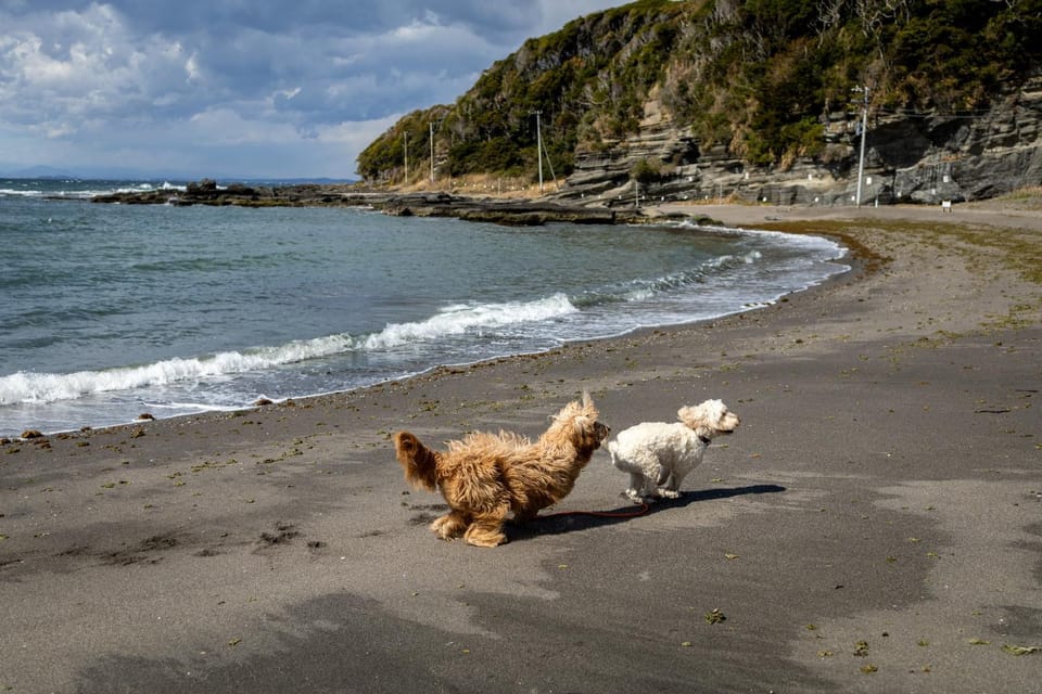 Beach, Pets