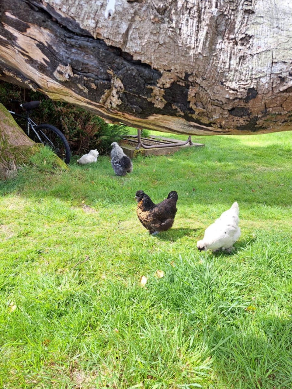 Bell Tent 2 Campground/ 
RV Resort in Saint Austell