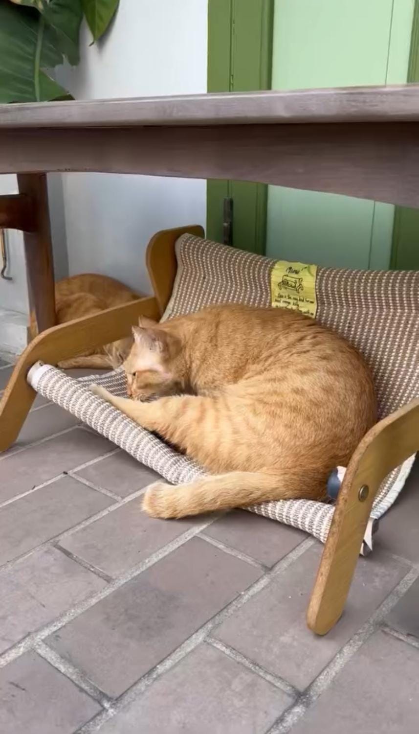 Pets