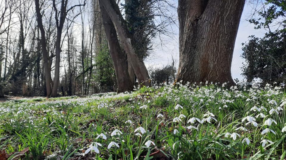 Natural landscape, Winter, Garden, Garden view