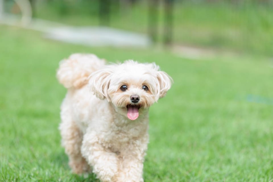 Animals, pet friendly
