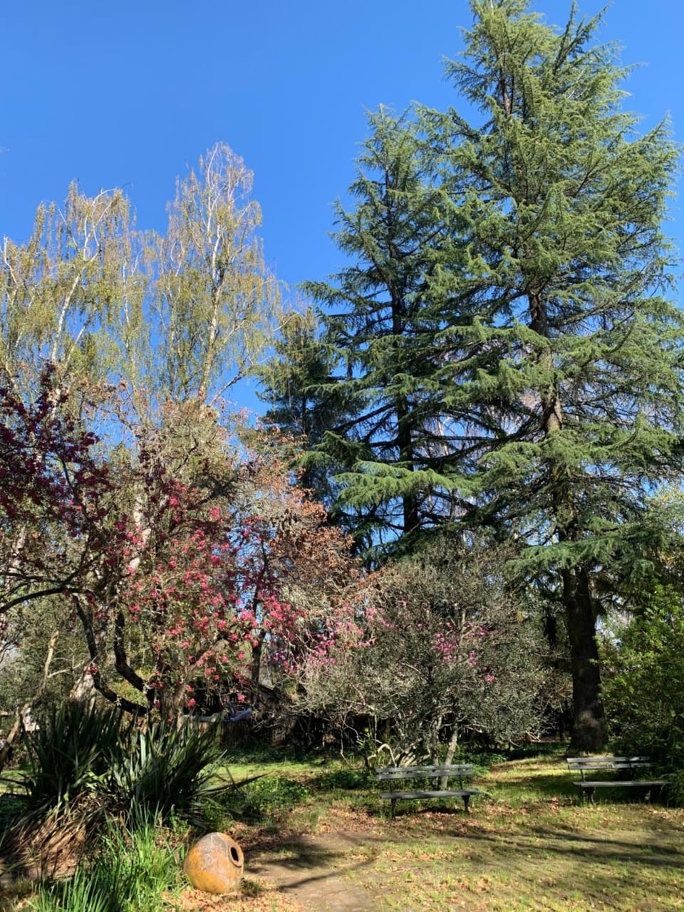 Alma Sur Lodge Nature lodge in Bio Bio, Chile
