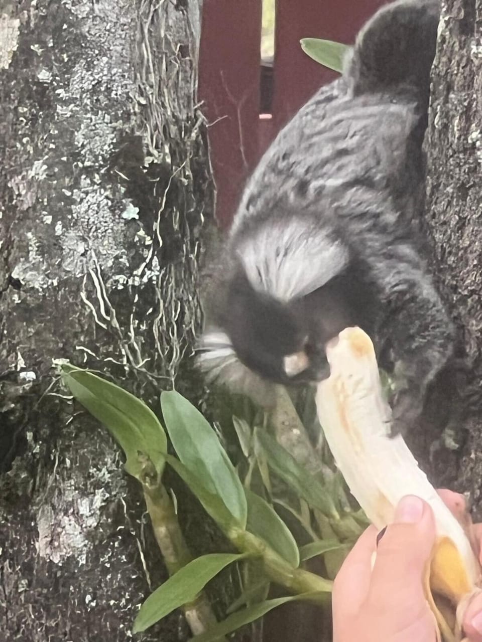 Animals