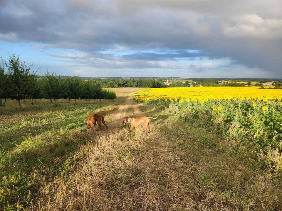Natural landscape