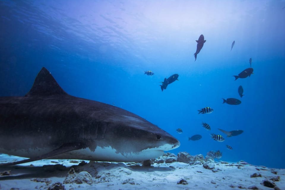 Diving