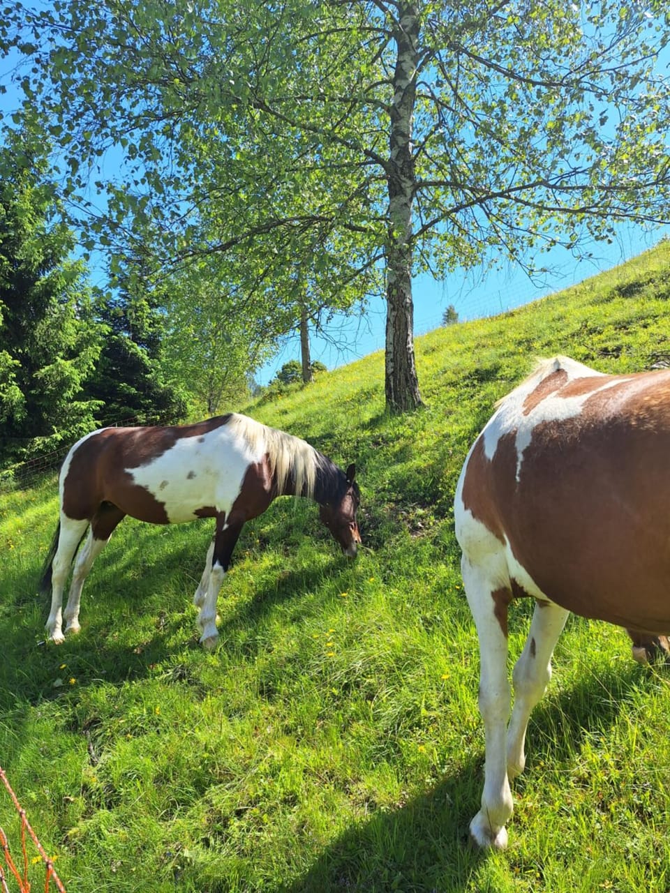Country Life Chalet Farm Stay in Province of Brescia