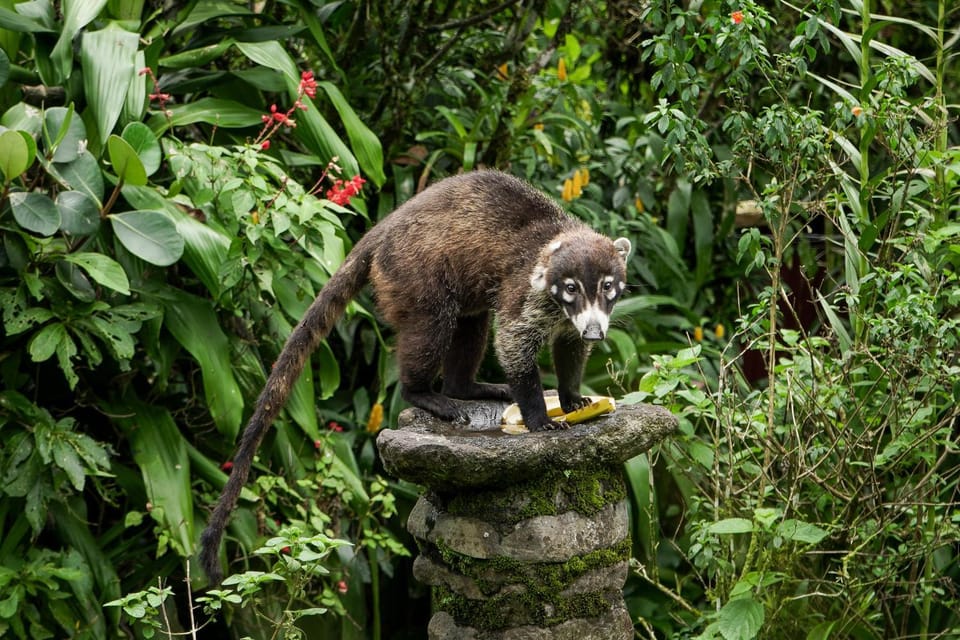 Natural landscape, Animals
