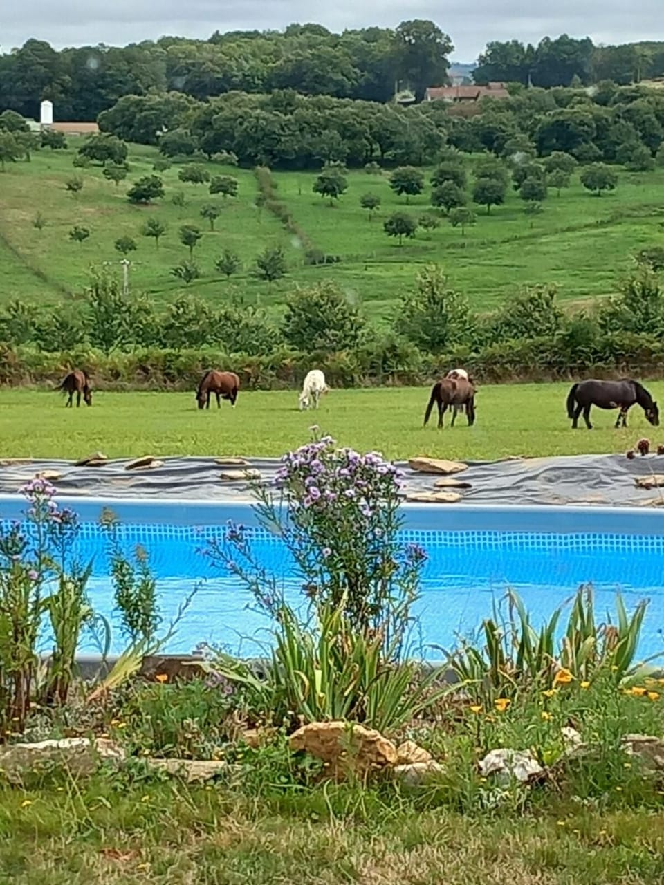 Pool view