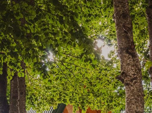 Eko Kamp Luke - Lukavica, Nikšić Country House in Montenegro