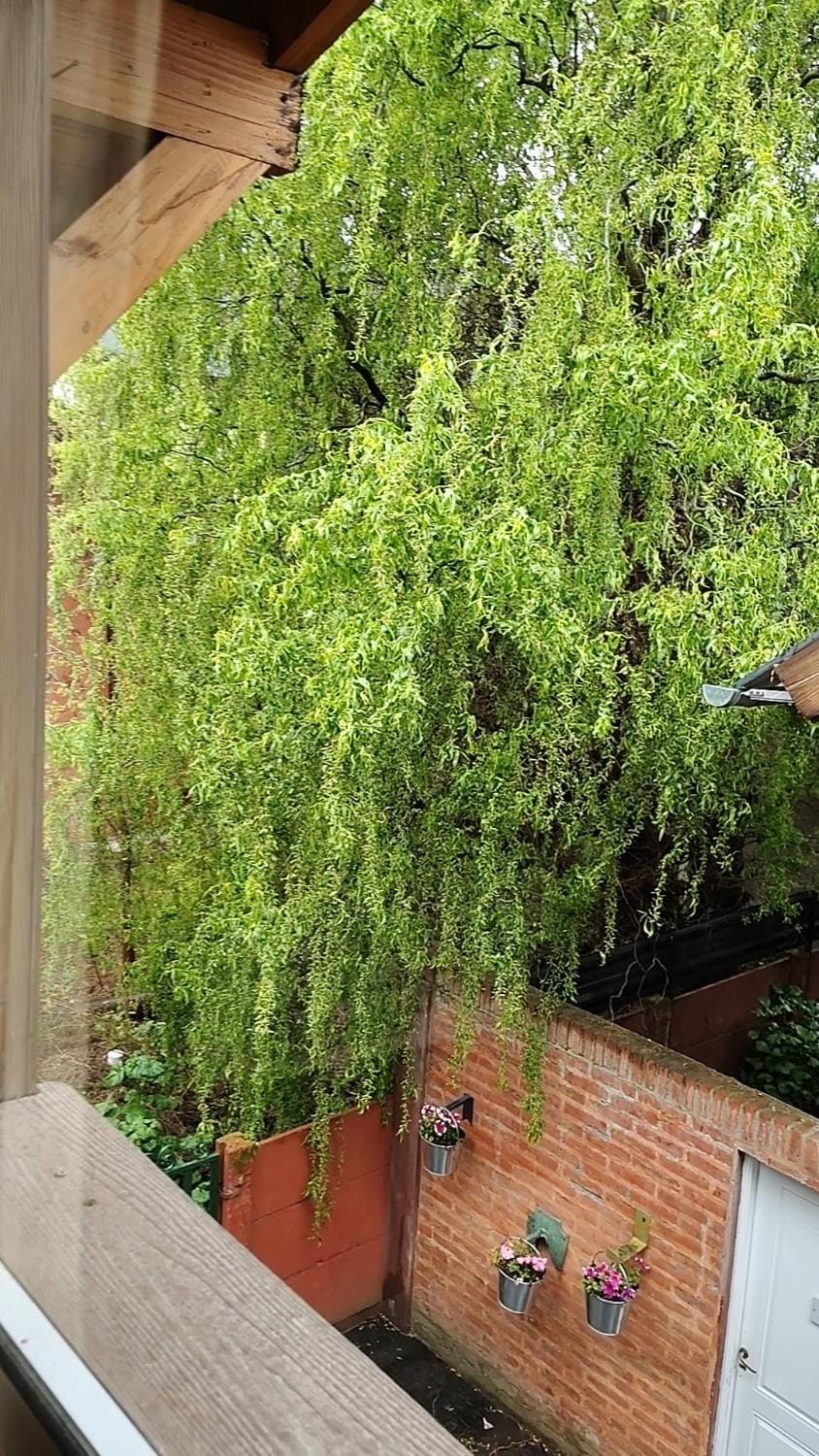 Inner courtyard view