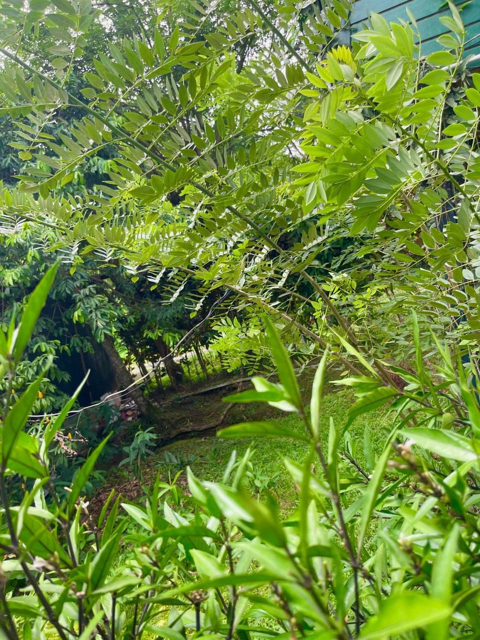 Natural landscape, Garden