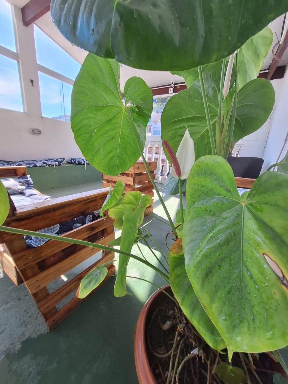 Garden, Balcony/Terrace