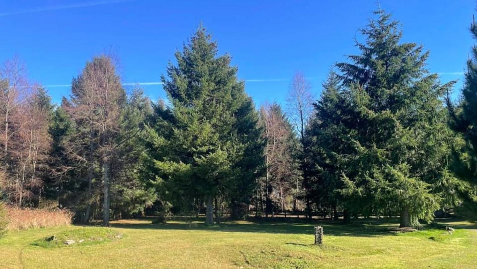 Day, Natural landscape, Garden view