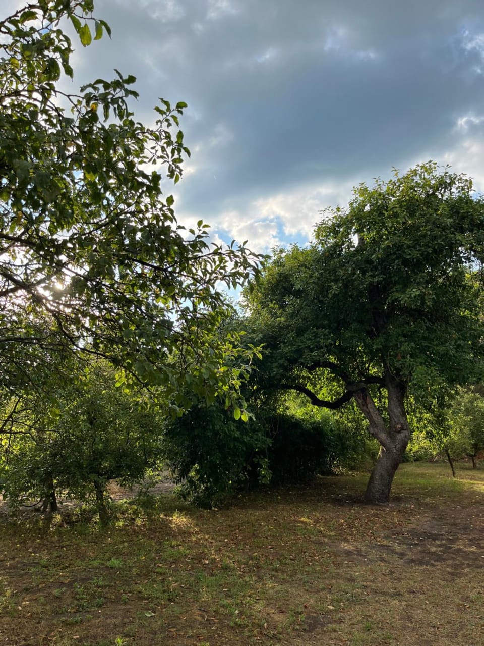 Garden, Inner courtyard view