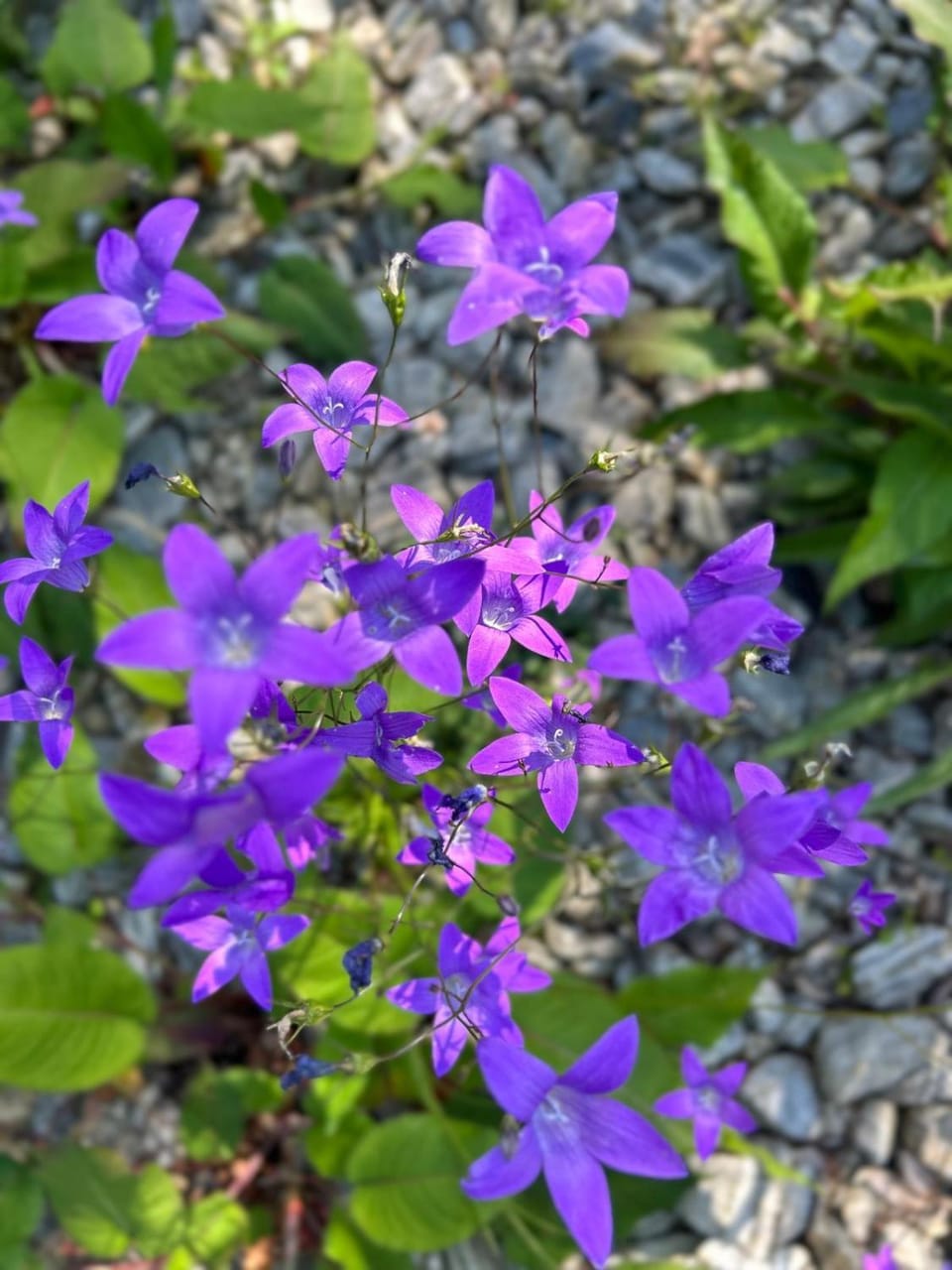 Spring, Garden view