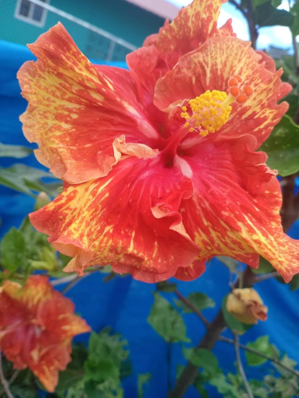 La Casita Bed and Breakfast in Boquete