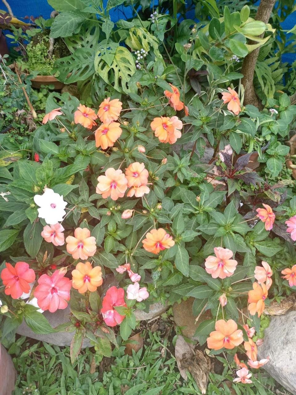 La Casita Bed and Breakfast in Boquete