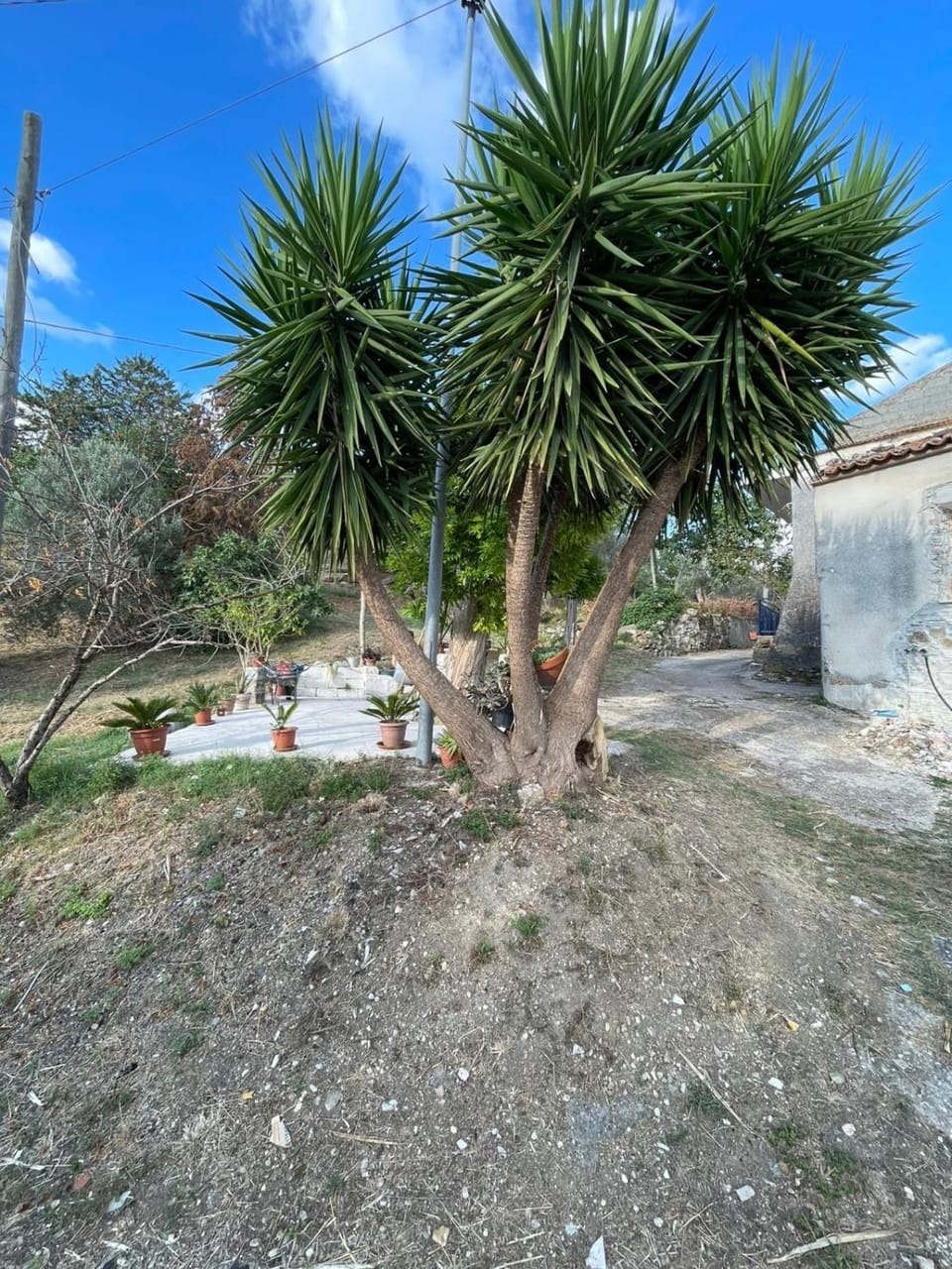 Garden view