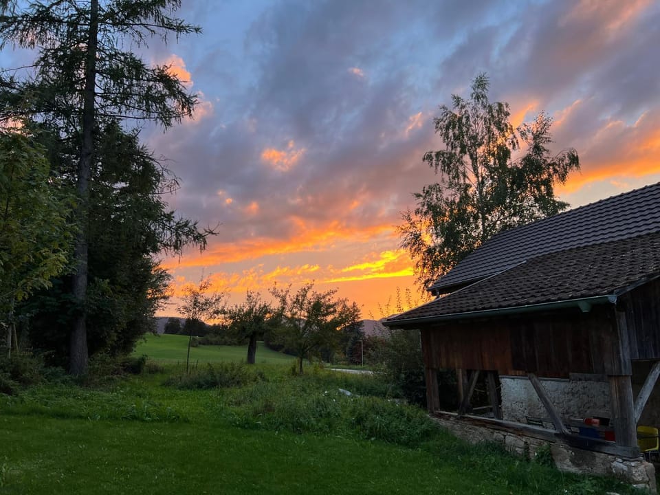 Summer, Garden, Sunset
