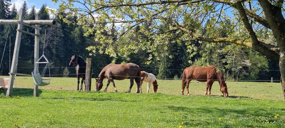 Day, Natural landscape, Animals