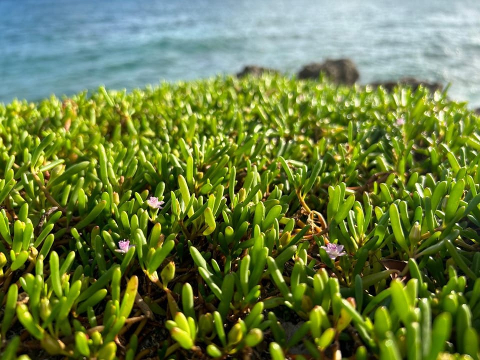 Sea view
