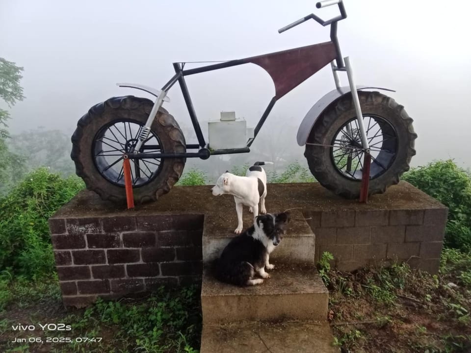 Cycling, Pets