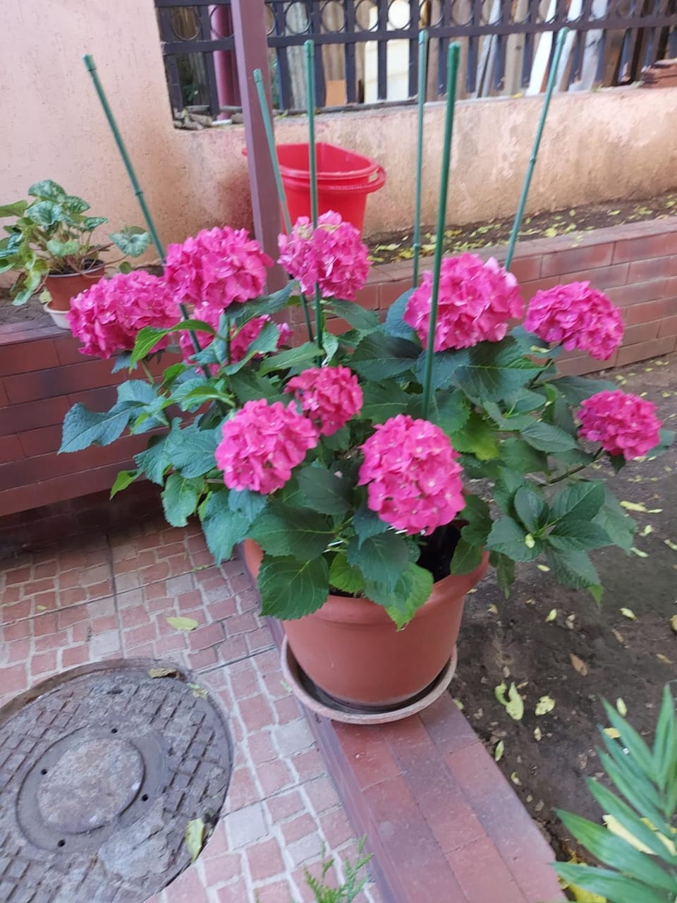 Apartament Flori Apartment in Bucharest