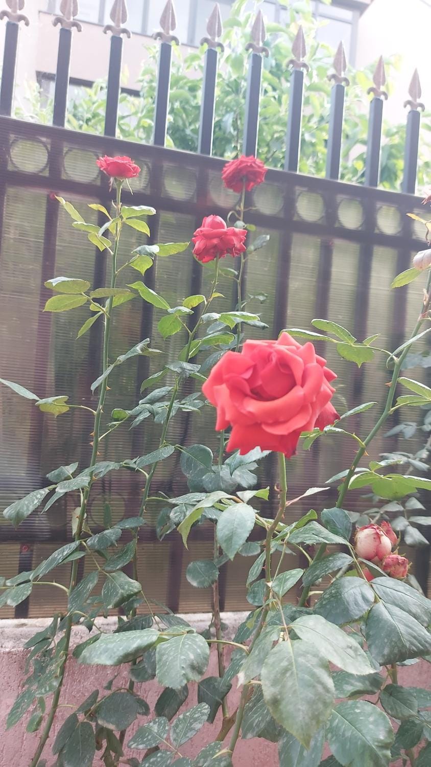 Apartament Flori Apartment in Bucharest