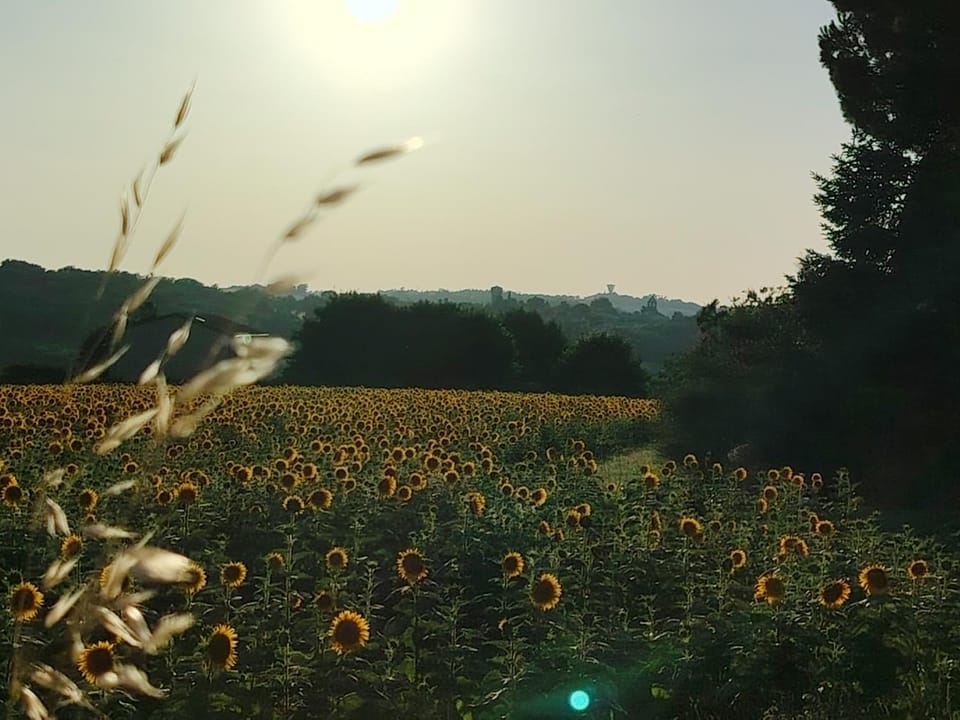View (from property/room), Sunset
