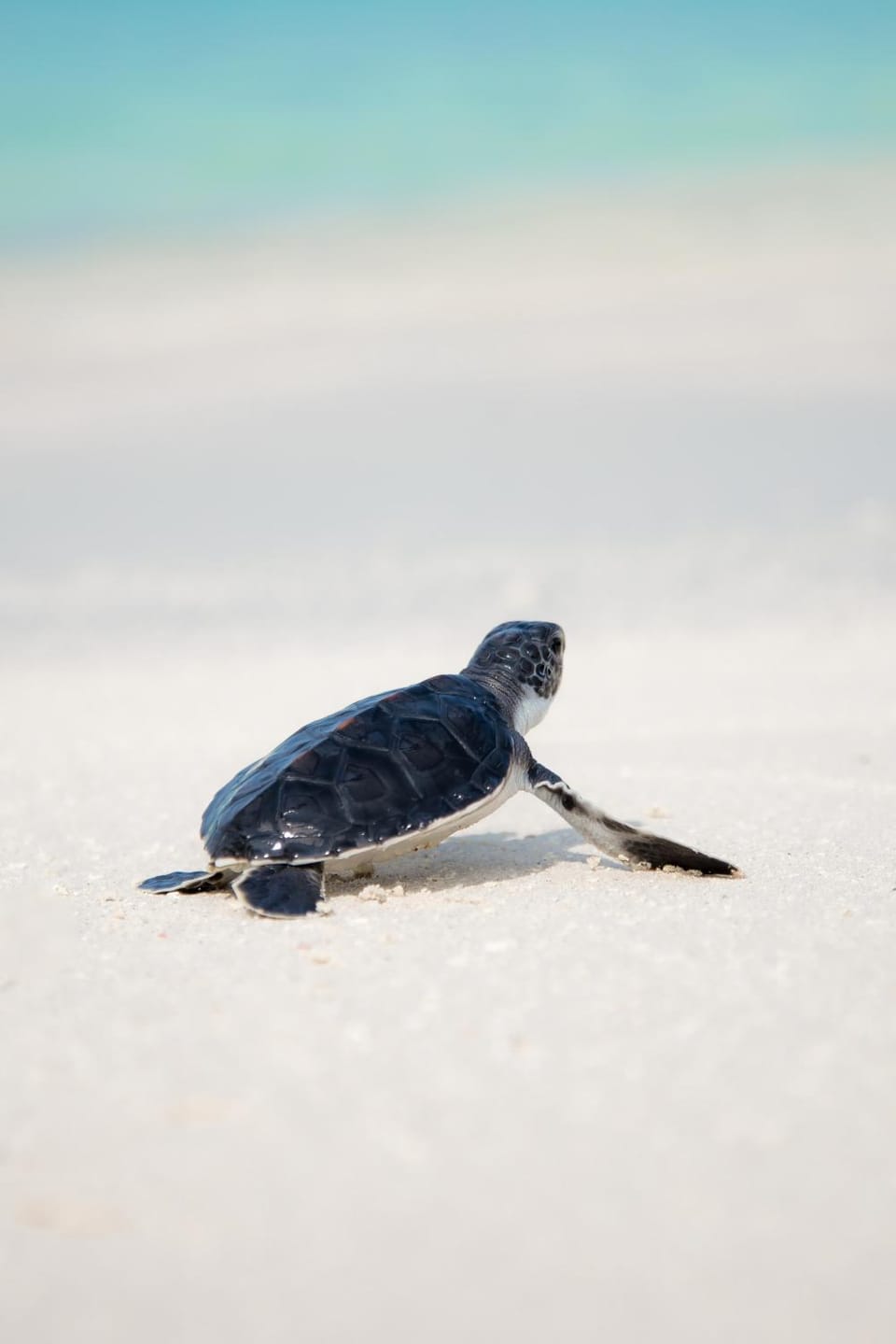 Natural landscape, Animals