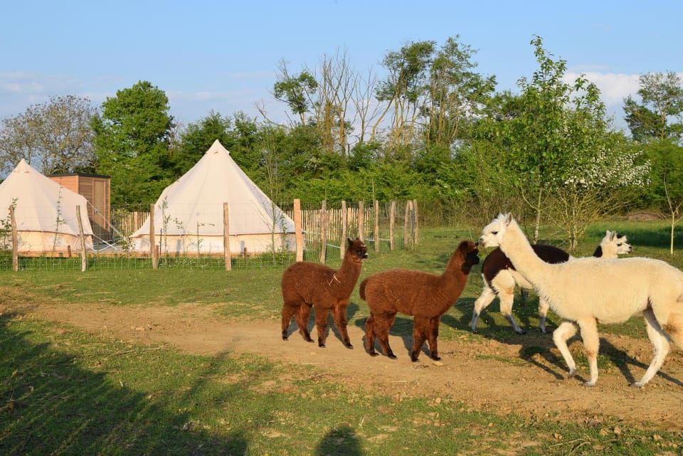 Tente Lima Luxury tent in Gennes-Val-de-Loire