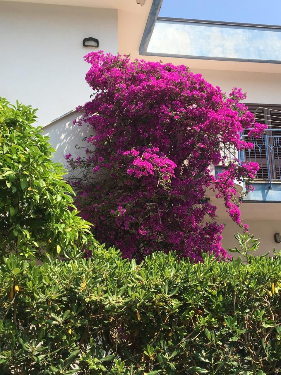 Casa Bouganville Apartment in Campania