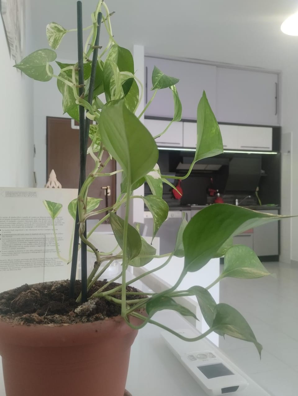 Ninfea Apartment in Pescara