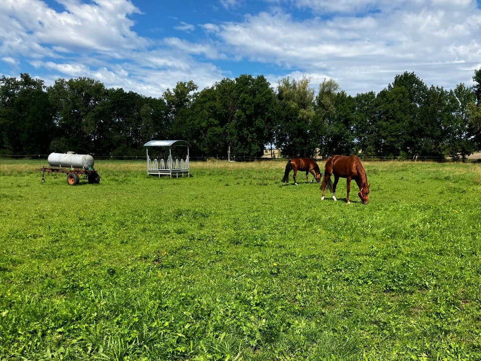 Day, Natural landscape, Garden