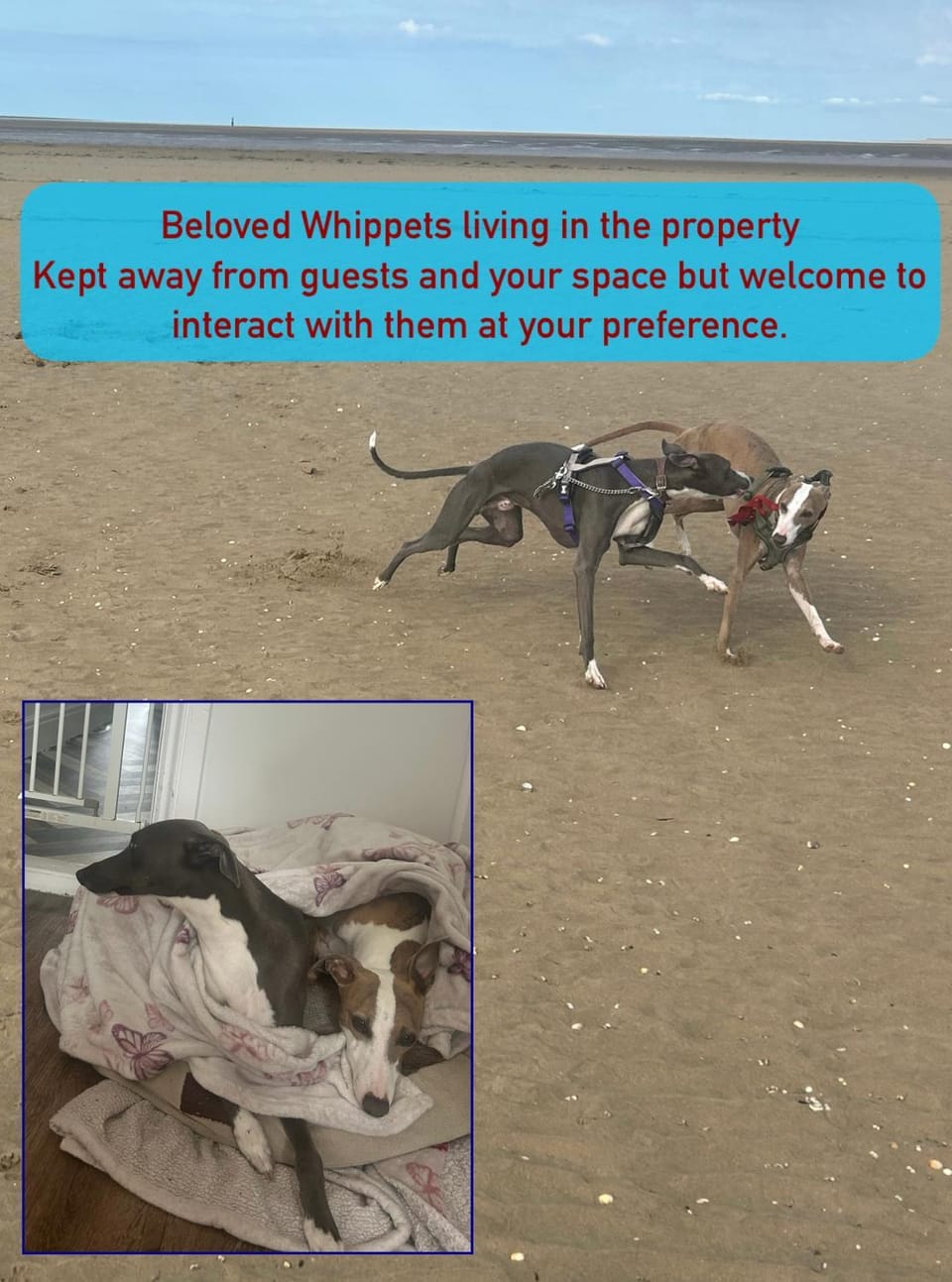 Amelia AirHeart Bed and Breakfast in Swansea