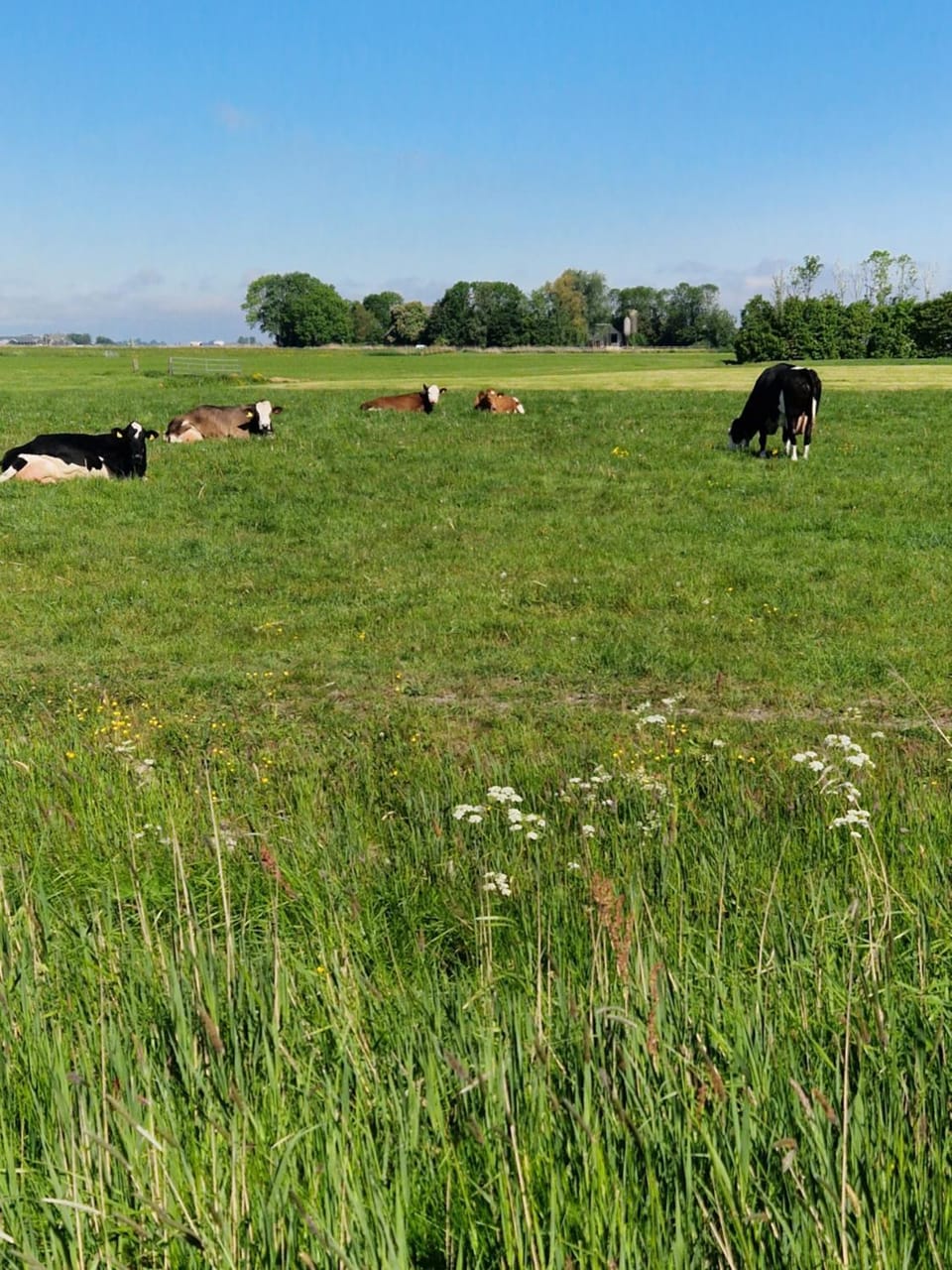 Day, Natural landscape, Animals