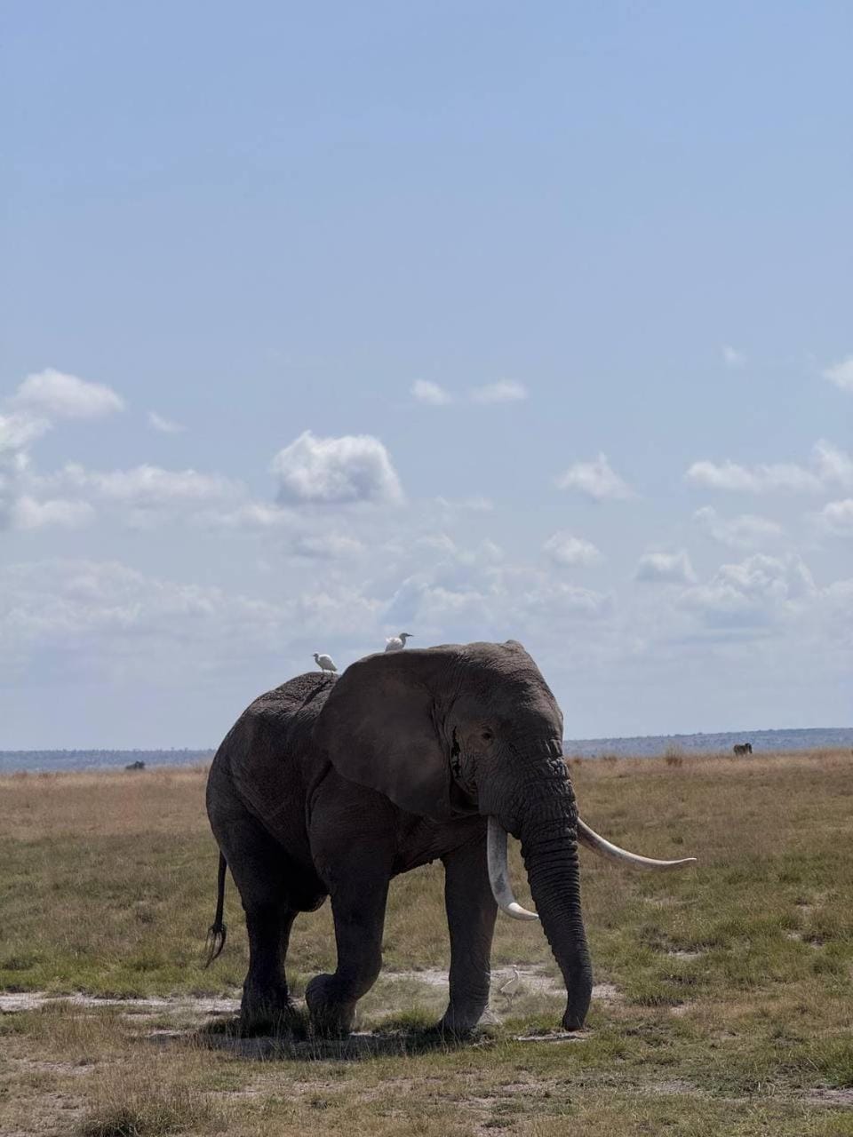 Villa maasai Villa in Kenya