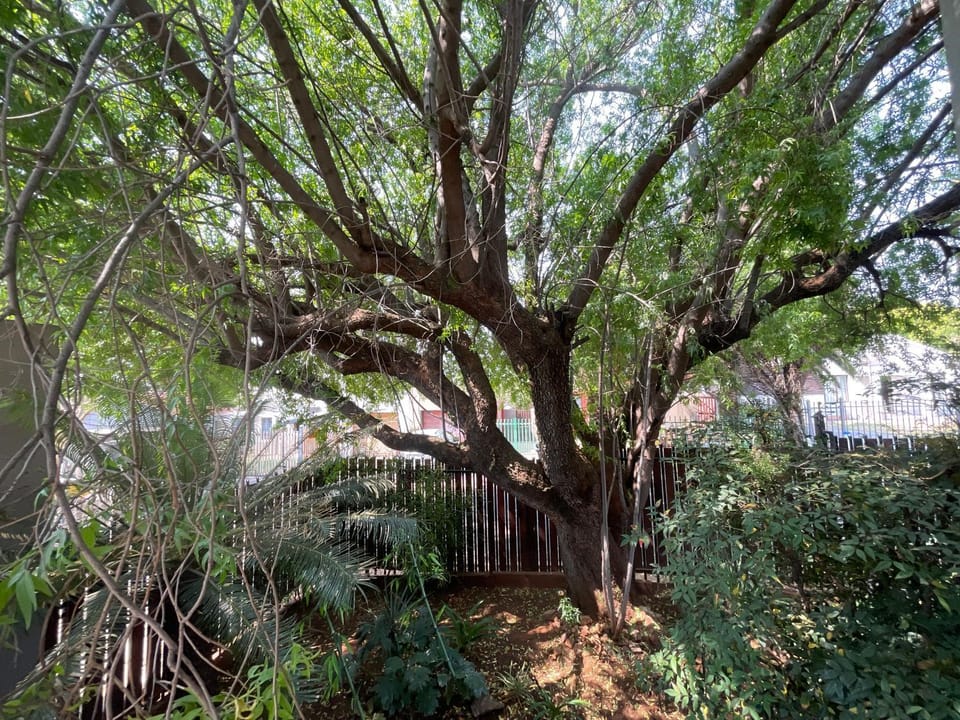 Garden view