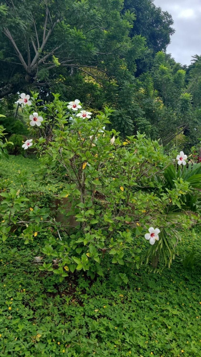Natural landscape