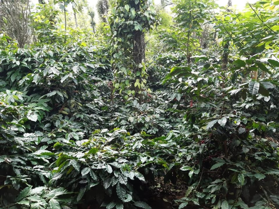 Natural landscape