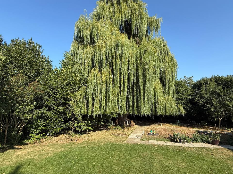 Spring, Garden, Garden view
