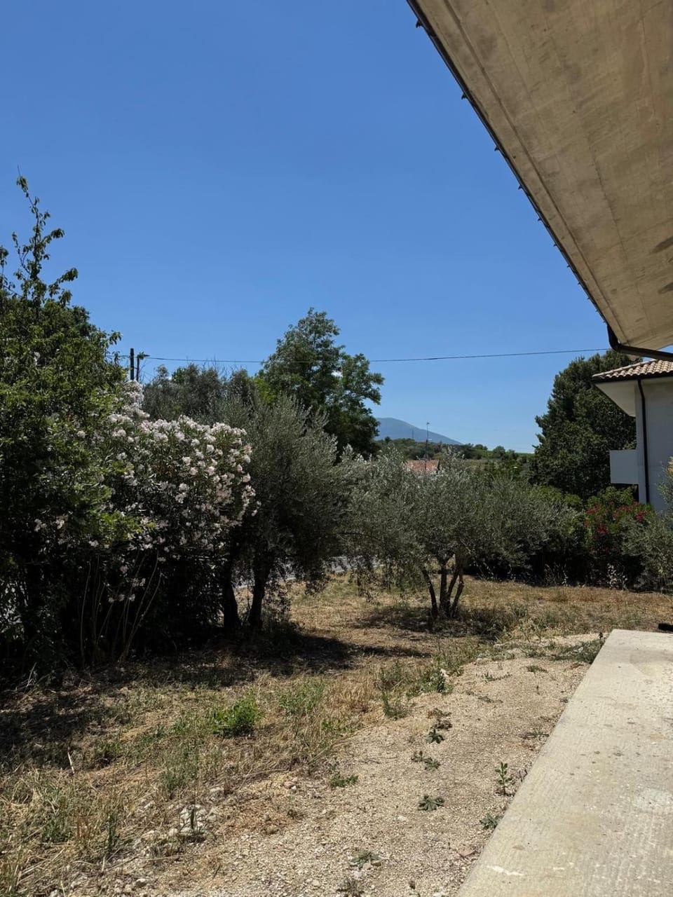 Garden view