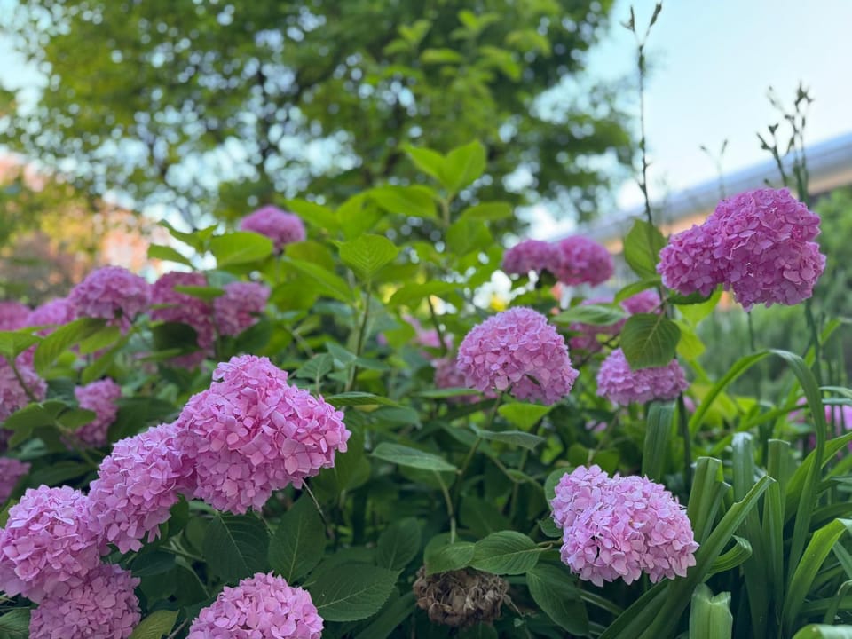 Natural landscape, Garden