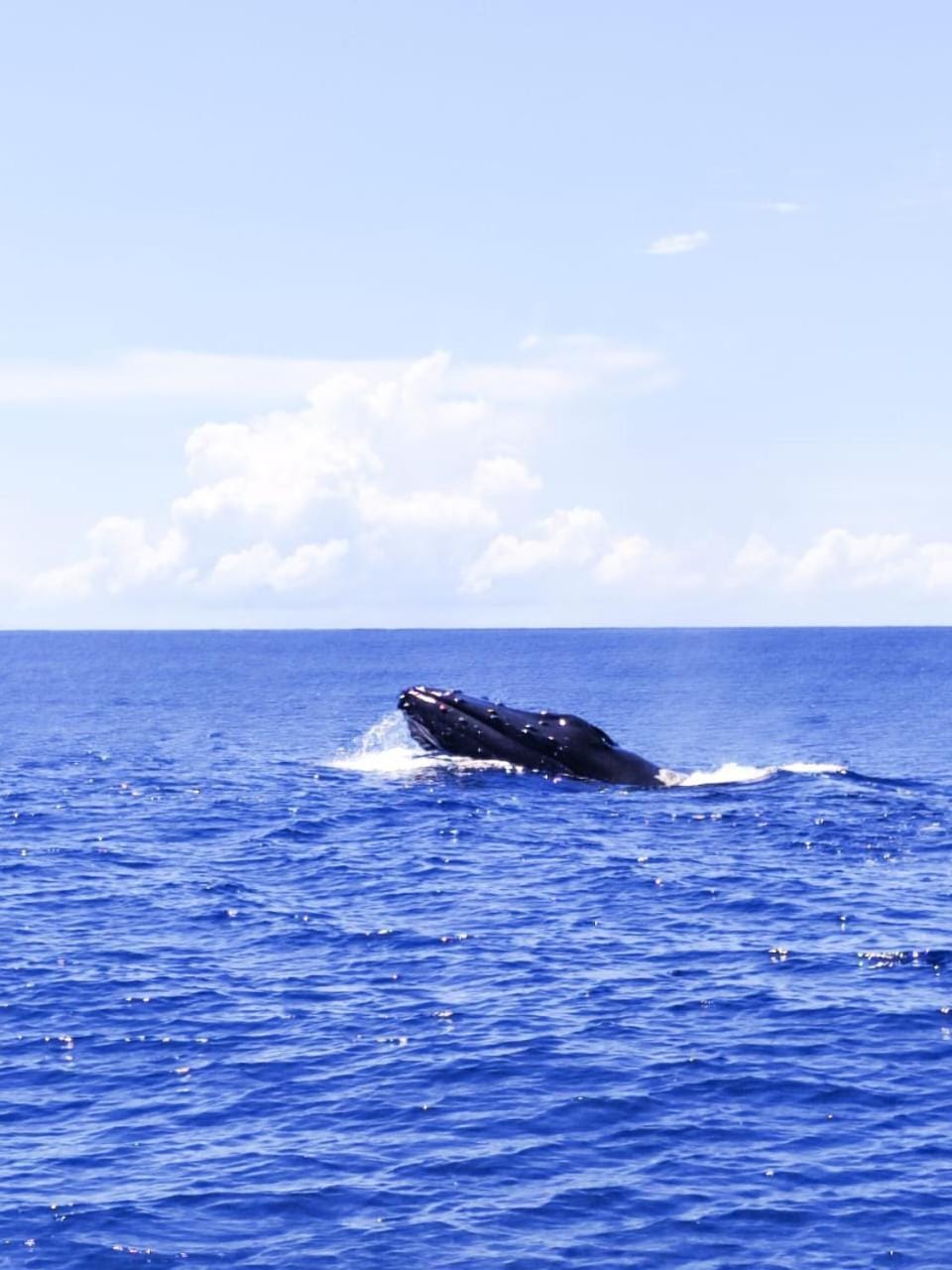 Fishing, Snorkeling