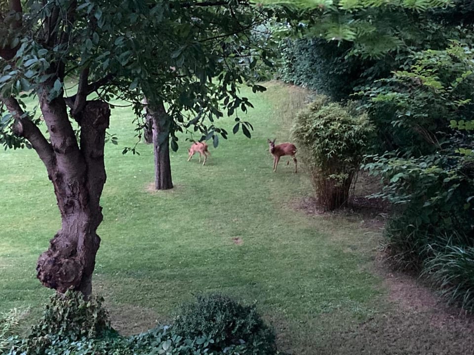 Natural landscape, Garden, Garden view