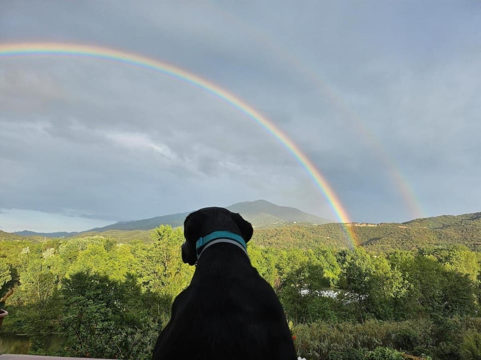 Pets, Mountain view