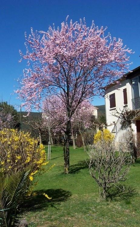 Location Laroque Cévennes Apartment in Occitanie